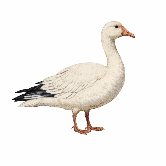 social-media-management-by-bwml-studio